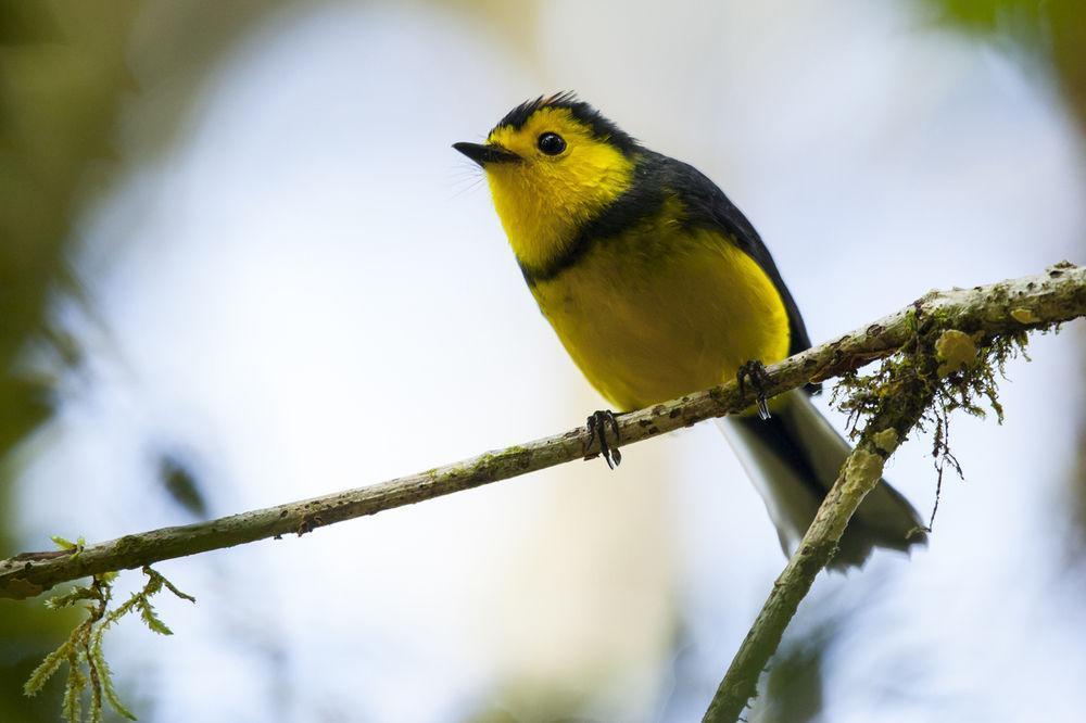 Paraiso Quetzal Lodge Tres de Junio エクステリア 写真