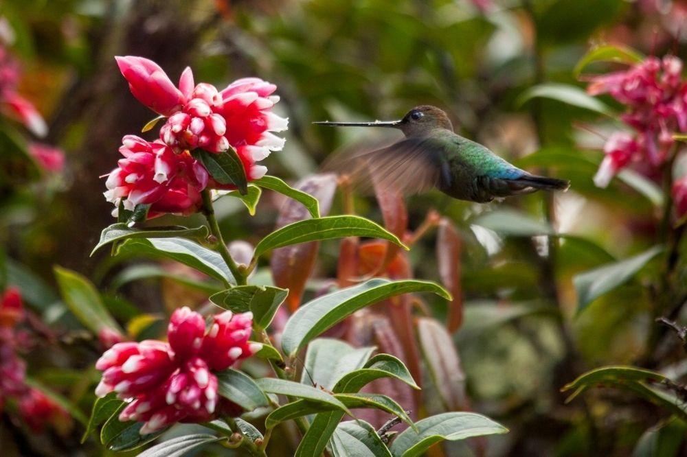 Paraiso Quetzal Lodge Tres de Junio エクステリア 写真