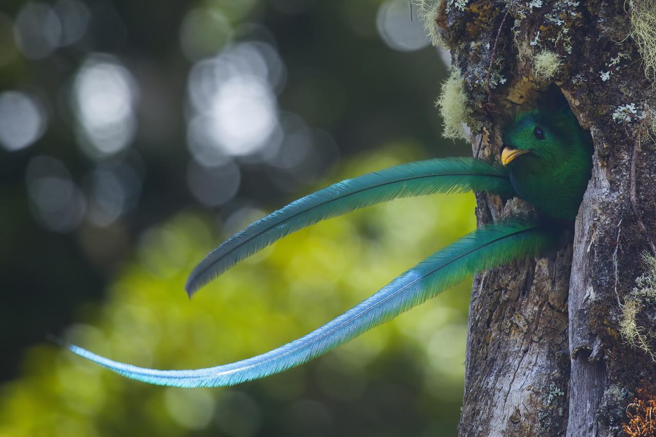 Paraiso Quetzal Lodge Tres de Junio エクステリア 写真