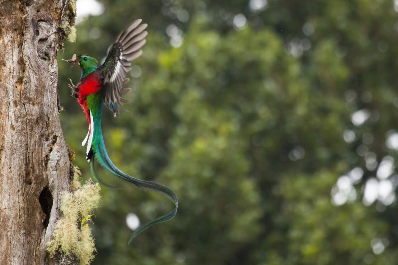 Paraiso Quetzal Lodge Tres de Junio エクステリア 写真