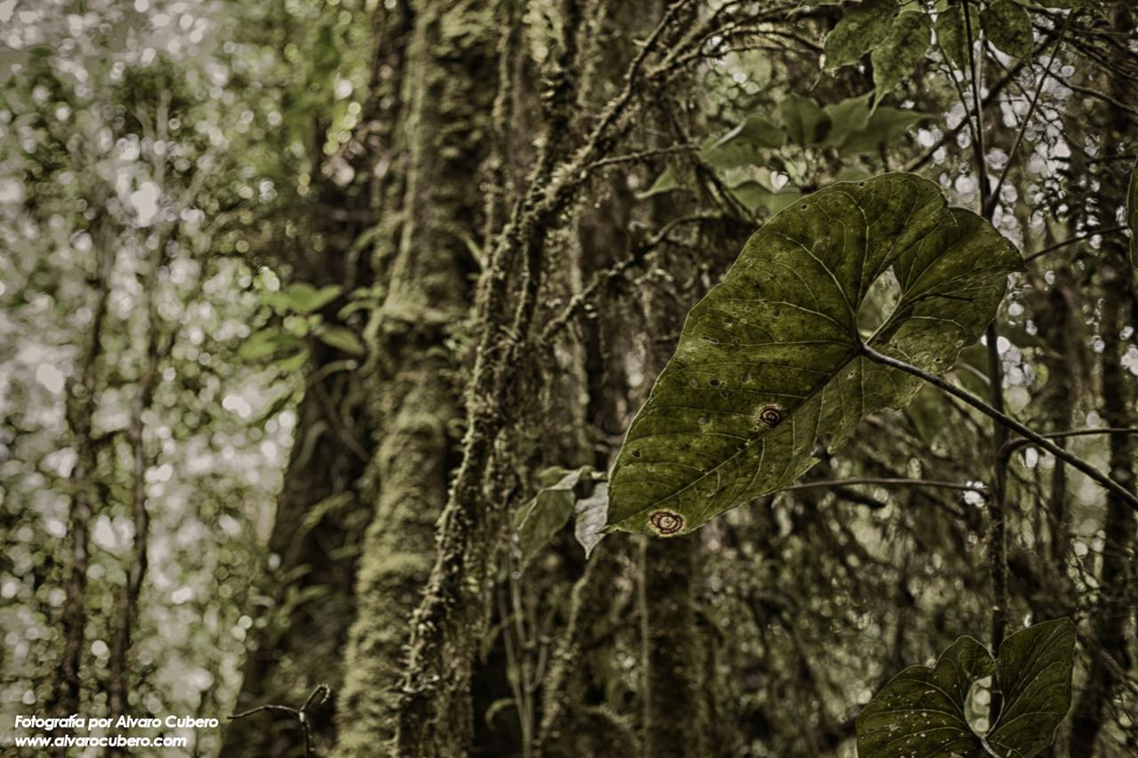 Paraiso Quetzal Lodge Tres de Junio エクステリア 写真